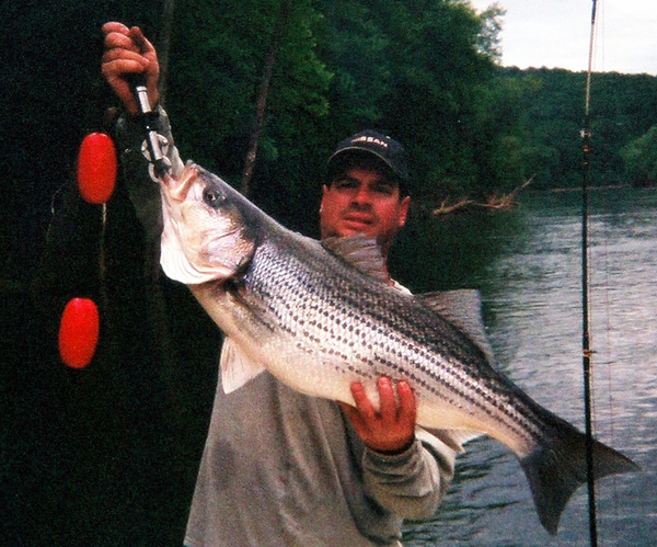 Striper Hybrid Fishing Tenessee
[url=http://www.trophyfishingtn.com/]TrophyFishingTN.Com[/url]
