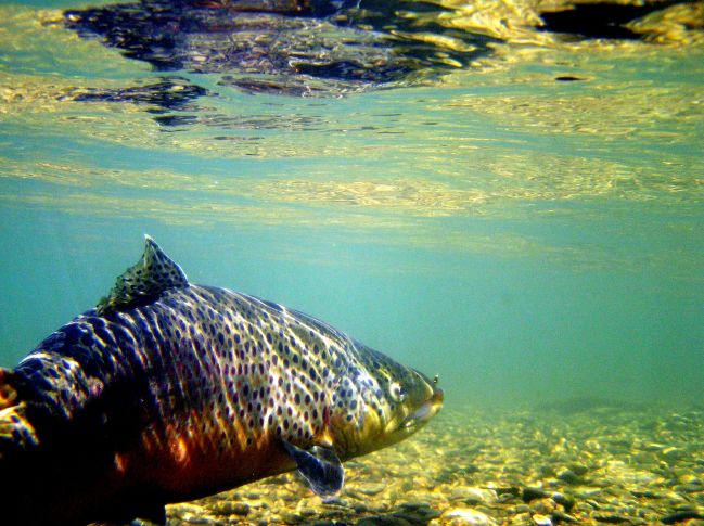 Brown Trout Fishing
[url=http://www.trophyfishingtn.com/]TrophyFishingTN.Com[/url]
Keywords: Tennessee Fly Fishing TN Fishing Brown Trout