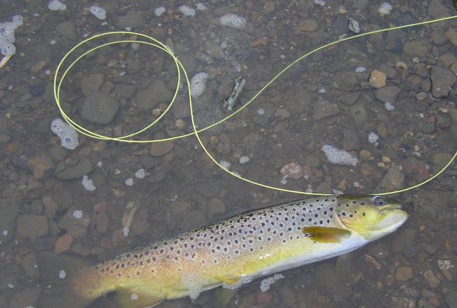 Brown Trout Fishing
[url=http://www.trophyfishingtn.com/]TrophyFishingTN.Com[/url]
Keywords: Tennessee Fly Fishing TN Fishing Brown Trout