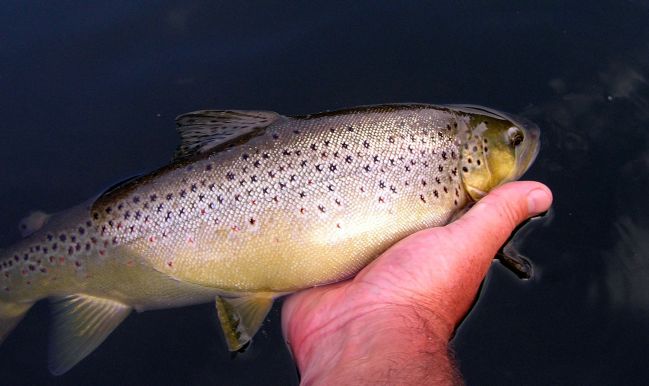 Brown Trout Fishing
[url=http://www.trophyfishingtn.com/]TrophyFishingTN.Com[/url]
Keywords: Tennessee Fly Fishing TN Fishing Brown Trout