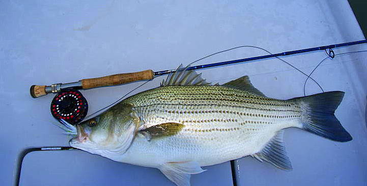 Striper Fishing Tenessee
Striper Fishing Tenessee
Keywords:  Striper Fishing Tenessee