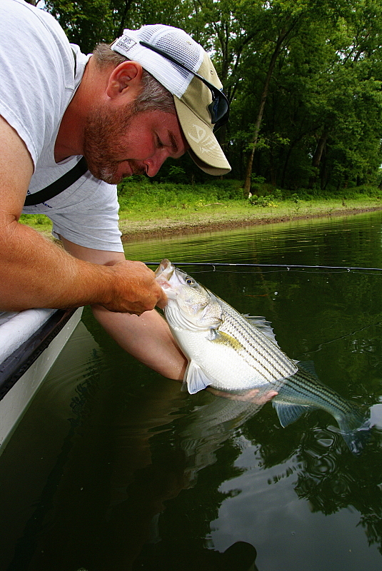 Striper Fishing Tenessee
Striper Fishing Tenessee
Keywords: Striper Fishing Tenessee
