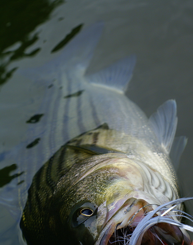 Striper Fishing Tenessee
Striper Fishing Tenessee
