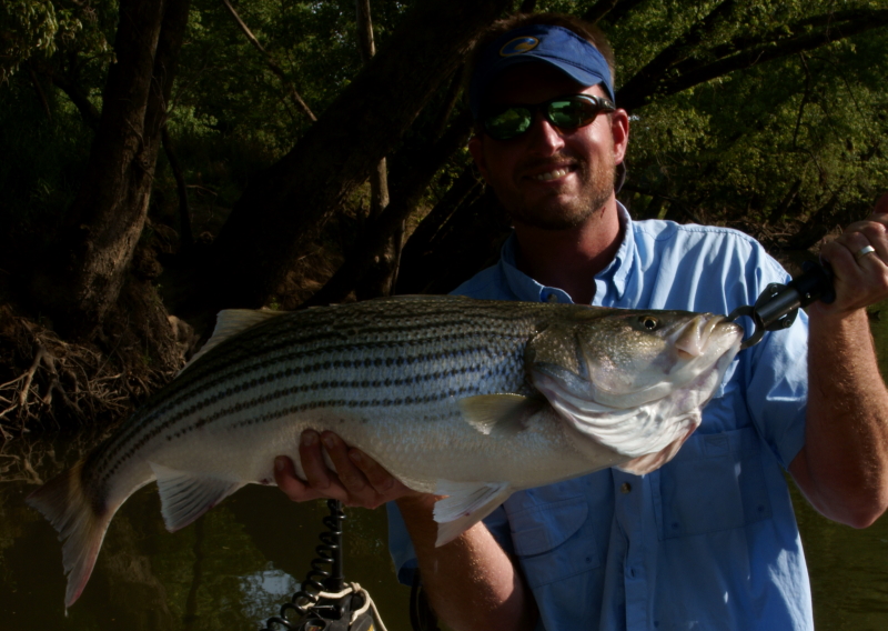 Tennessee Striper Fly Fishing Guide. 
Tennessee Striper Fishing Guide. 
Keywords: Tennessee Striper Fly Fishing Guide. 