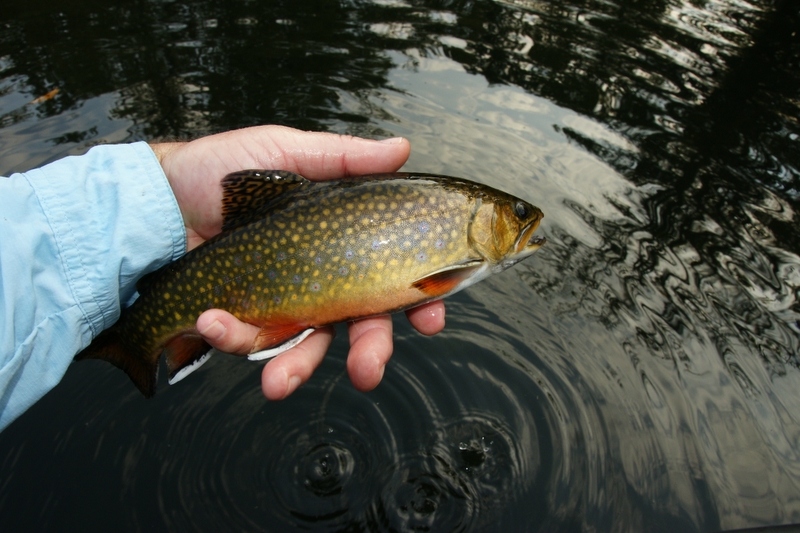 brok trout
Keywords: Fly Fishing TN
