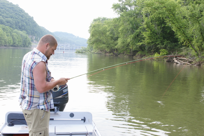 Tennessee Striper Fly Fishing Guide. 
