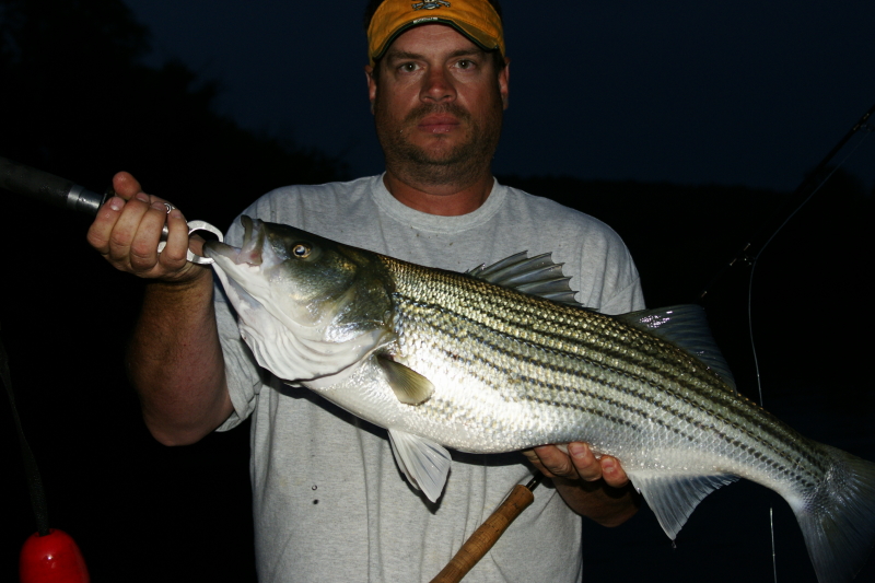 Tennessee Striper Fly Fishing Guide. 
Keywords: Tennessee Striper Fly Fishing Guide. 
