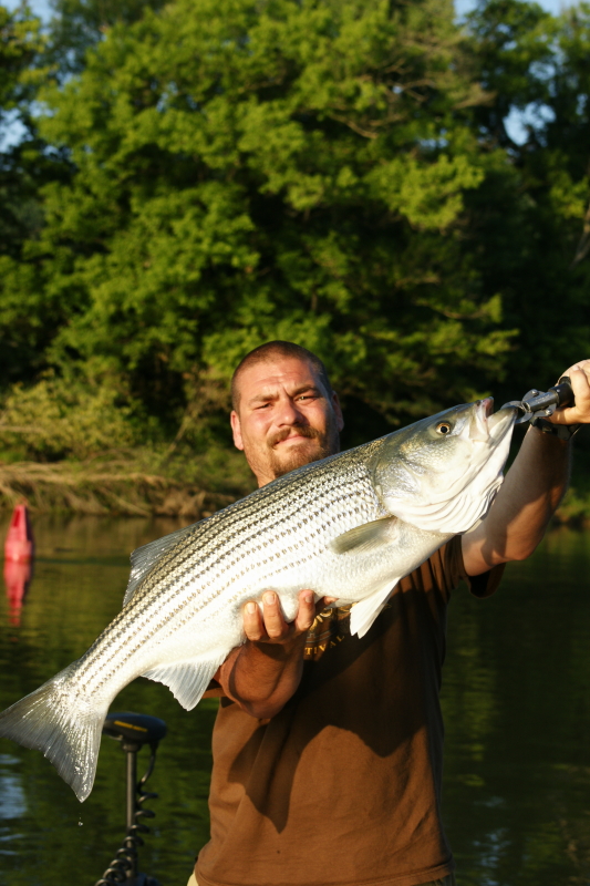 Keywords: Tennessee Striper Fly Fishing Guide. 