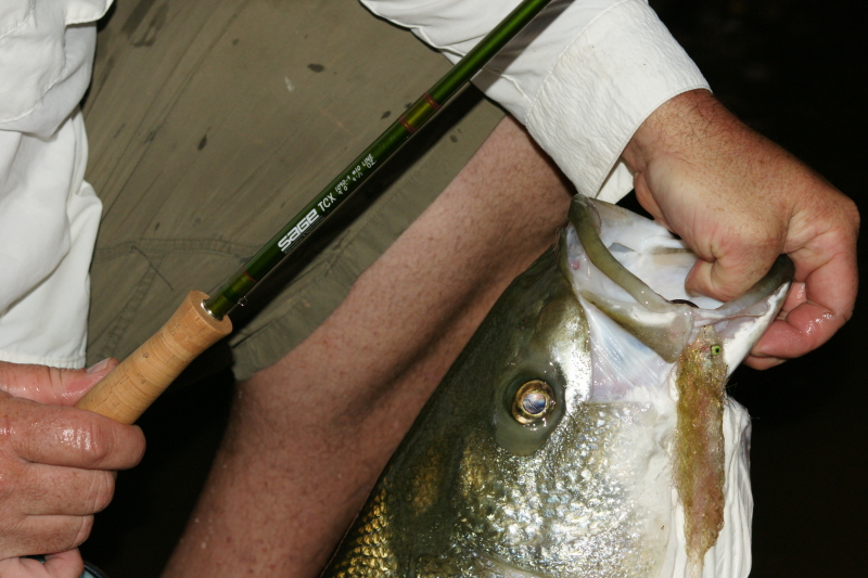 Tennessee Striper Fly Fishing Guide. 
Keywords: Tennessee Striper Fly Fishing Guide. 