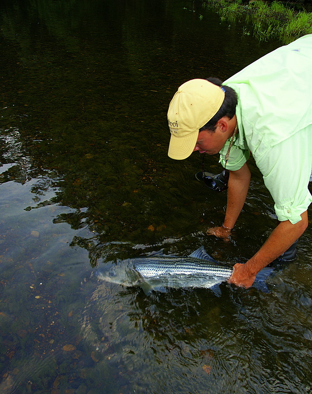 Striper Fishing Tennessee
[url=http://www.trophyfishingtn.com/]TrophyFishingTN.Com[/url]
Keywords: Striper Fishing Tennessee