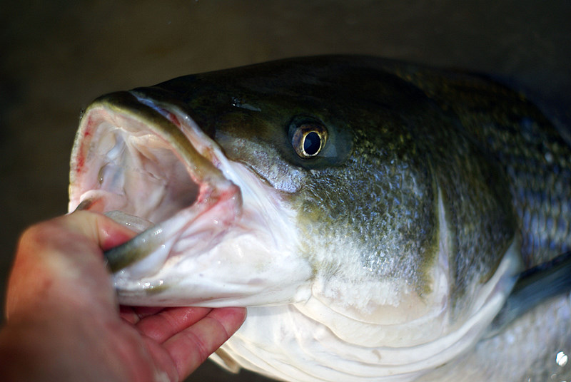 Striper Fishing Tennessee
[url=http://www.trophyfishingtn.com/]TrophyFishingTN.Com[/url]
Keywords: Striper Fishing Tennessee