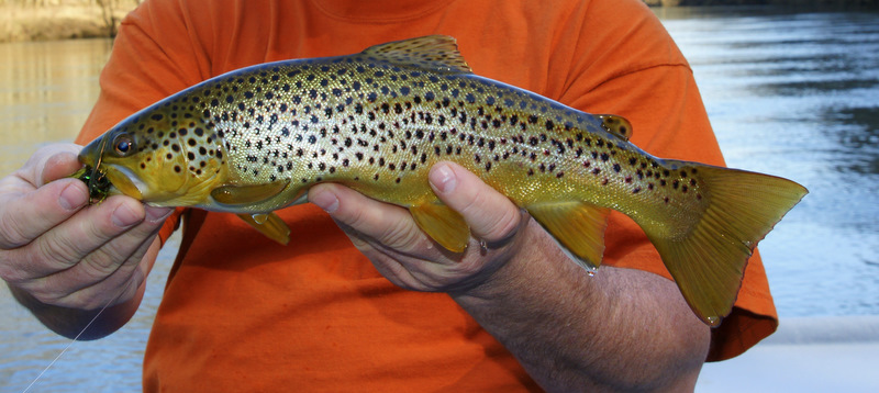 brown trout
Keywords: Fly Fishing TN