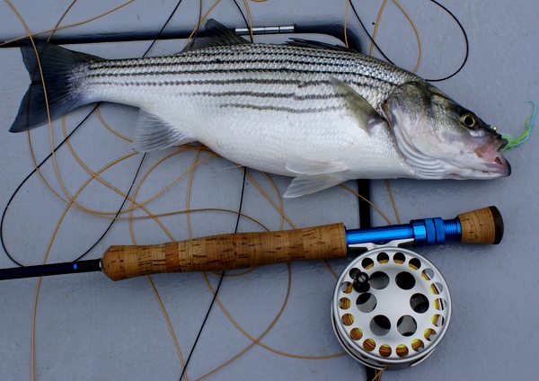 [url=http://www.trophyfishingtn.com/]TrophyFishingTN.Com[/url]
Keywords: Striper Fishing Tennessee