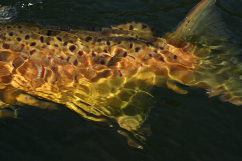 Fly Fishing TN
Keywords: Fly Fishing TN