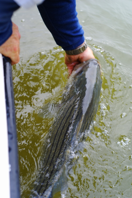 Striper fly Fishing Tennessee
[url=http://www.trophyfishingtn.com/]TrophyFishingTN.Com[/url]
Keywords: Striper fly Fishing Tennessee