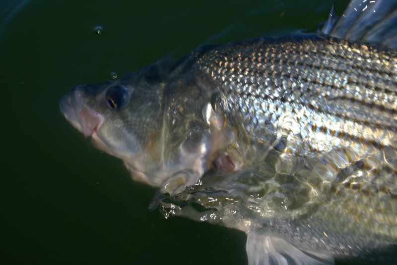 Striper fly Fishing Tennessee
[url=http://www.trophyfishingtn.com/]TrophyFishingTN.Com[/url]
Keywords: Striper fly Fishing Tennessee