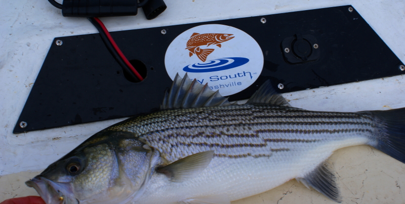 Striper fly Fishing Tennessee
[url=http://www.trophyfishingtn.com/]TrophyFishingTN.Com[/url]
Keywords: Striper fly Fishing Tennessee