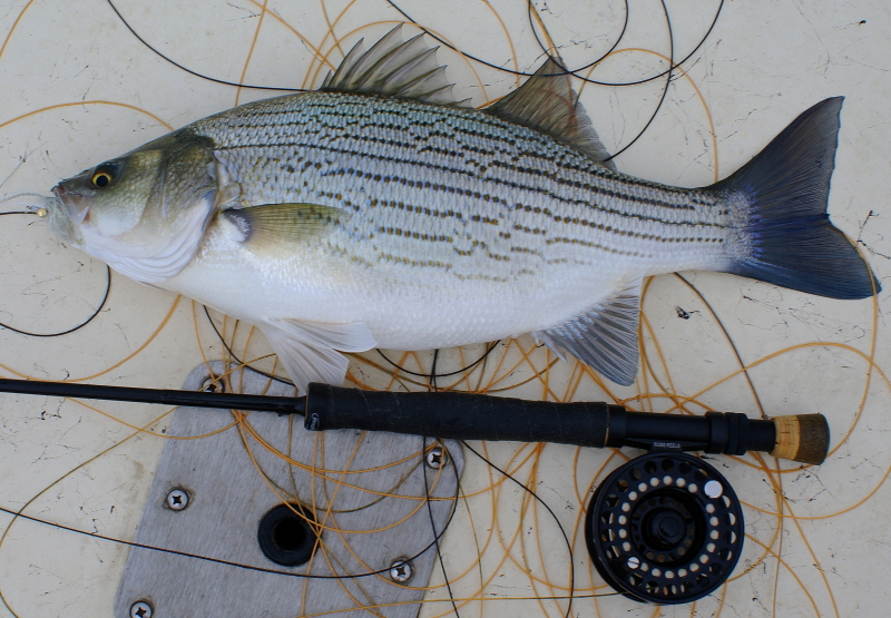 Striper fly Fishing Tennessee
v[url=http://www.trophyfishingtn.com/]TrophyFishingTN.Com[/url]
Keywords: Striper fly Fishing Tennessee