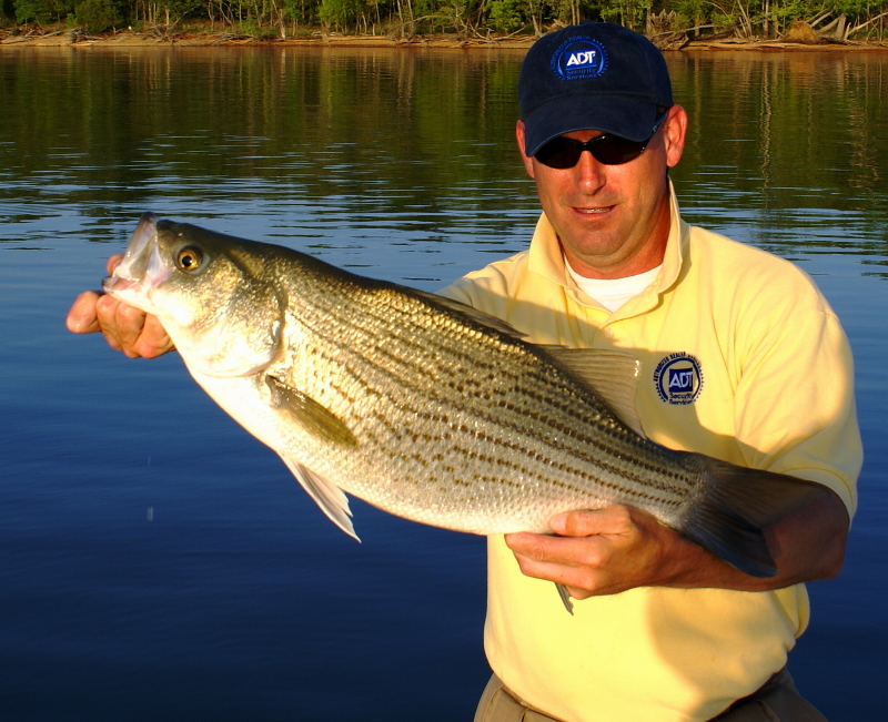 Striper fly Fishing Tennessee
[url=http://www.trophyfishingtn.com/]TrophyFishingTN.Com[/url]
Keywords: Striper fly Fishing Tennessee