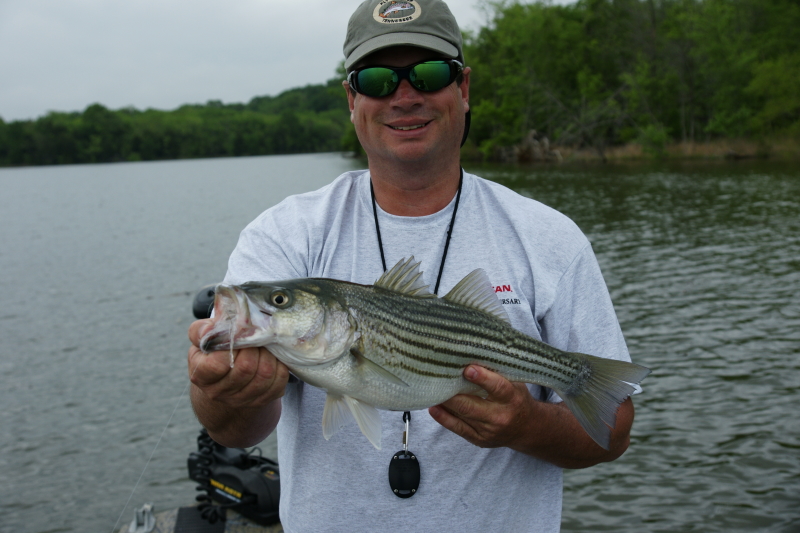 Striper fly Fishing Tennessee
[url=http://www.trophyfishingtn.com/]TrophyFishingTN.Com[/url]
Keywords: Striper fly Fishing Tennessee