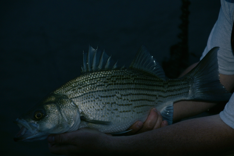 Striper fly Fishing Tennessee
[url=http://www.trophyfishingtn.com/]TrophyFishingTN.Com[/url]
Keywords: Striper fly Fishing Tennessee