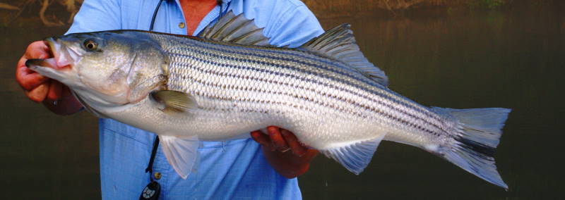 Striper fly Fishing Tennessee
[url=http://www.trophyfishingtn.com/]TrophyFishingTN.Com[/url]
Keywords: Striper fly Fishing Tennessee