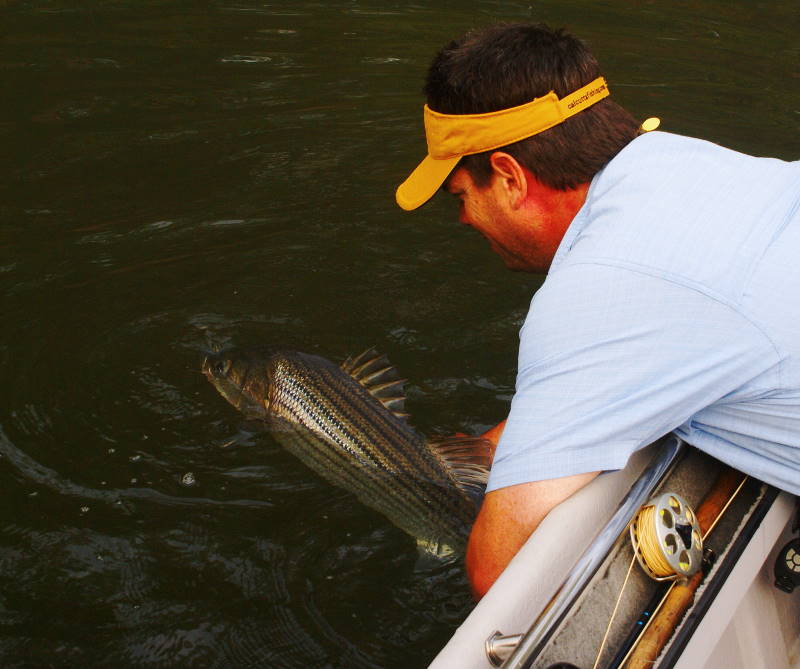 Striper fly Fishing Tennessee
[url=http://www.trophyfishingtn.com/]TrophyFishingTN.Com[/url]
Keywords: Striper fly Fishing Tennessee