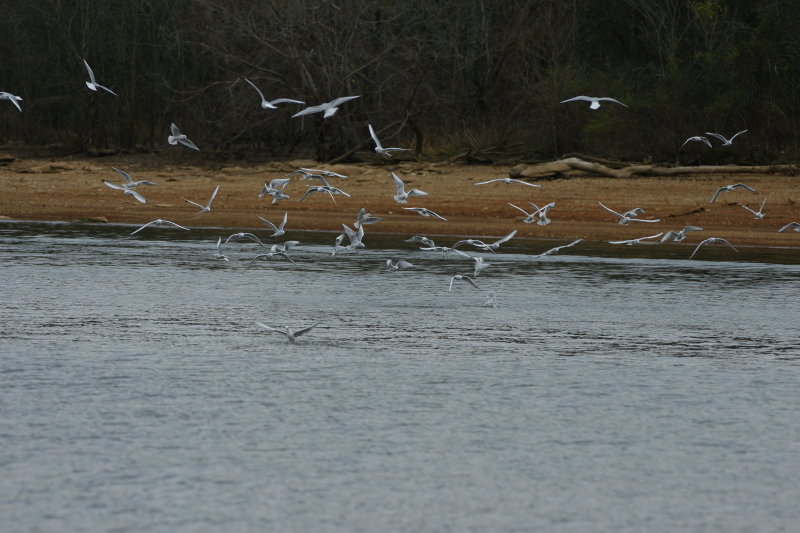 diving gulls
Keywords: Fly Fishing TN