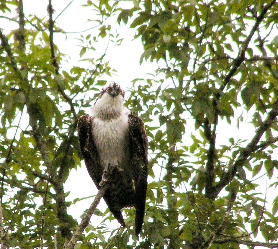Osprey
[url=http://www.trophyfishingtn.com/]TrophyFishingTN.Com[/url]
Keywords: Tennessee Scenic River Photography Trips