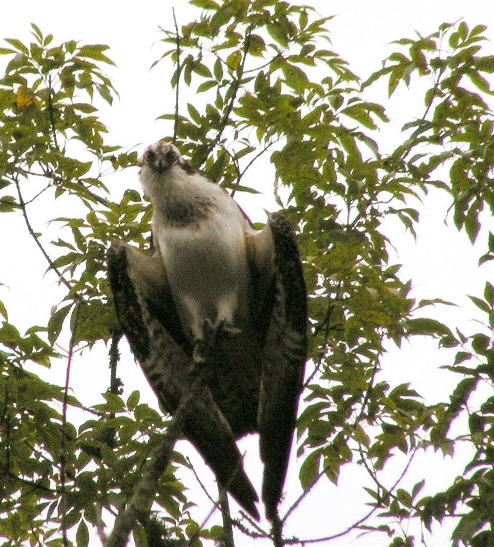 Osprey
[url=http://www.trophyfishingtn.com/]TrophyFishingTN.Com[/url]
Keywords: Tennessee Scenic River Photography Trips