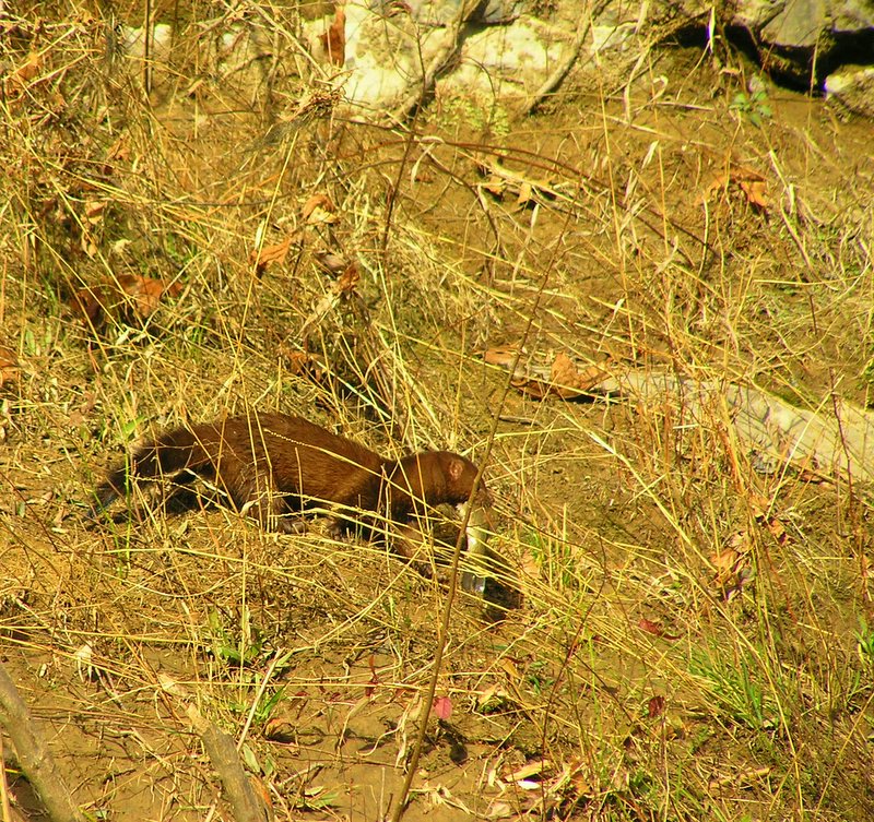 Mink catches Redeye
[url=http://www.trophyfishingtn.com/]TrophyFishingTN.Com[/url]
Keywords: Tennessee Scenic River Photography Trips