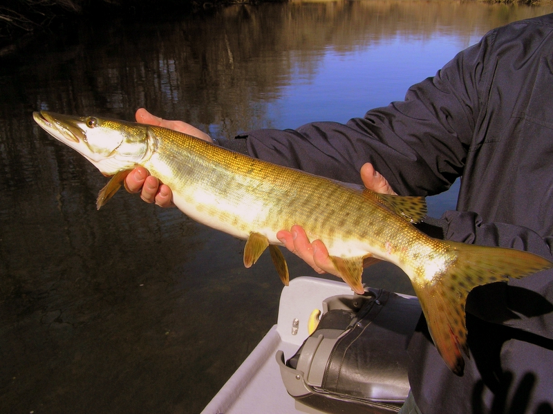 Tennessee Muskie Fishing 
Tennessee Musky Fishing 
[url=http://www.trophyfishingtn.com/]TrophyFishingTN.Com[/url]
Keywords: Tennessee Muskie Musky fishing Musky fly fishing