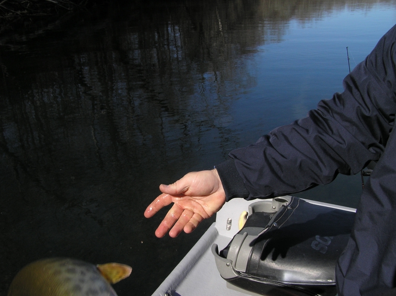 Tennessee Muskie Fishing 
Tennessee Musky Fishing 
[url=http://www.trophyfishingtn.com/]TrophyFishingTN.Com[/url]

Keywords: Tennessee Muskie Musky fishing Musky fly fishing