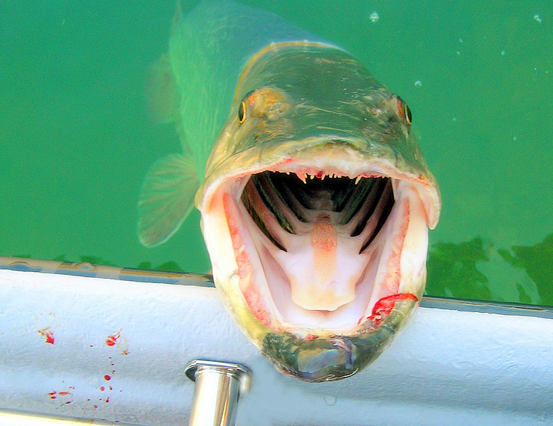 Muskie Attack
Tennessee Muskie Fishing 
[url=http://www.trophyfishingtn.com/]TrophyFishingTN.Com[/url]
Keywords: Tennessee Muskie Musky fishing Musky fly fishing