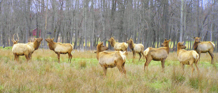 Elk, in middle TN?
[url=http://www.trophyfishingtn.com/]TrophyFishingTN.Com[/url]
Keywords: Tennessee Scenic River Photography Trips