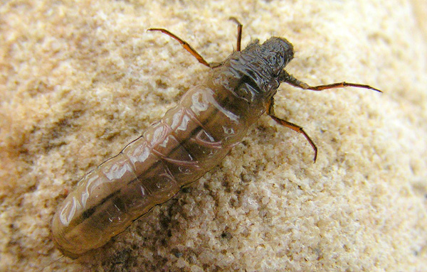Cadis Larva
[url=http://www.trophyfishingtn.com/]TrophyFishingTN.Com[/url]

