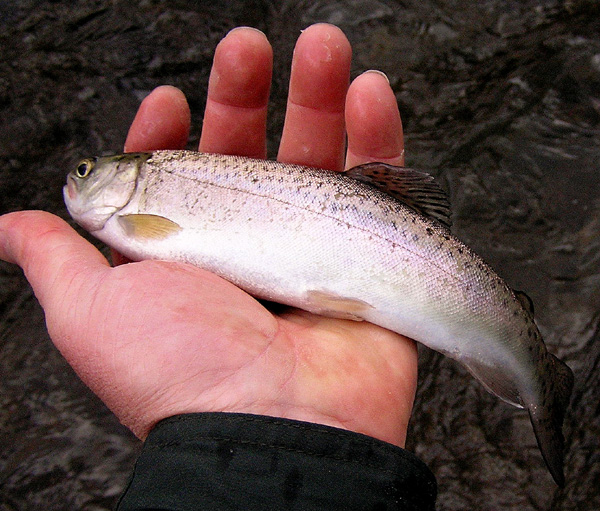 Rainbow Trout Fishing
[url=http://www.trophyfishingtn.com/]TrophyFishingTN.Com[/url]
Keywords: Trout Fishing Tennessee