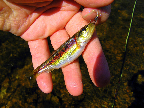 Chub
[url=http://www.trophyfishingtn.com/]TrophyFishingTN.Com[/url]
Keywords: Tennessee Fishing TN fishing