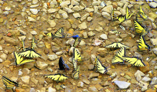 [url=http://www.trophyfishingtn.com/]TrophyFishingTN.Com[/url]
