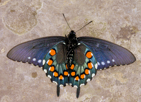 [url=http://www.trophyfishingtn.com/]TrophyFishingTN.Com[/url]
