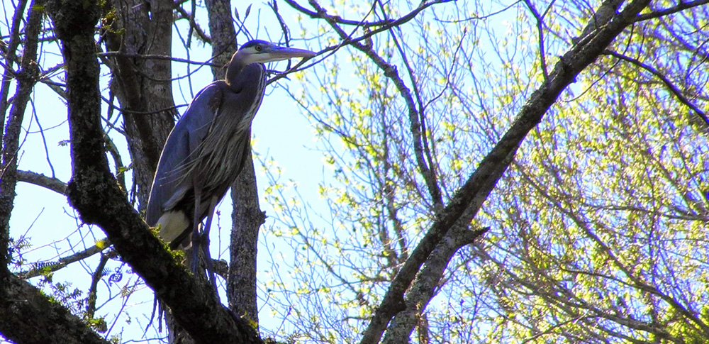 Blue Heron
[url=http://www.trophyfishingtn.com/]TrophyFishingTN.Com[/url]
Keywords: Tennessee Scenic River Photography Trips