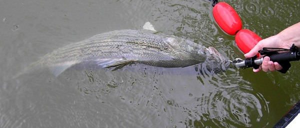 Striper Hybrid Fishing Tenessee
[url=http://www.trophyfishingtn.com/]TrophyFishingTN.Com[/url]
