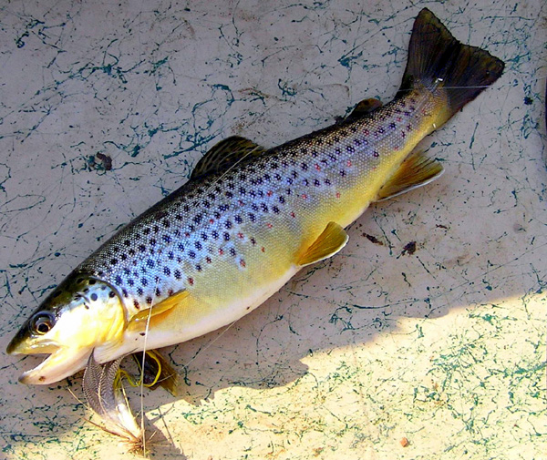 Brown Trout Fishing
[url=http://www.trophyfishingtn.com/]TrophyFishingTN.Com[/url]
Keywords: Tennessee Fly Fishing TN Fishing Brown Trout
