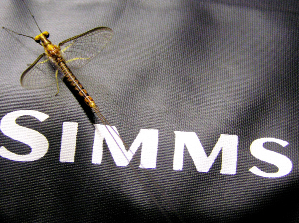 [url=http://www.trophyfishingtn.com/]TrophyFishingTN.Com[/url]
