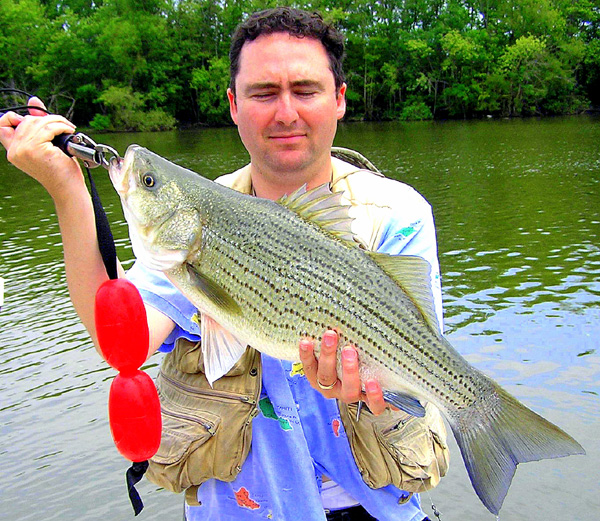 Striper Hybrid Fishing Tenessee
[url=http://www.trophyfishingtn.com/]TrophyFishingTN.Com[/url]
