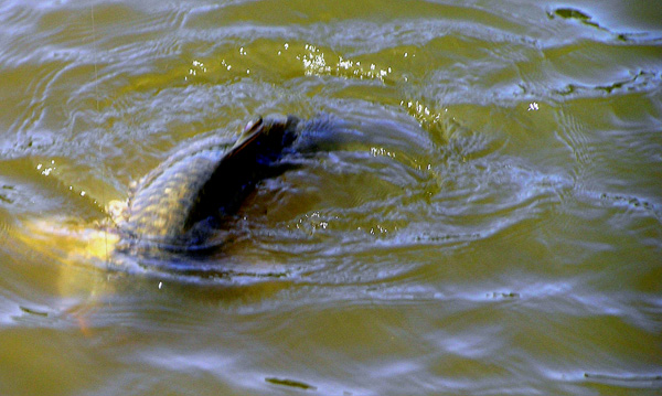 Tennessee Carp on the Fly!
[url=http://www.trophyfishingtn.com/]TrophyFishingTN.Com[/url]
Keywords: Tennessee Fly Fishing TN Fishing Carp