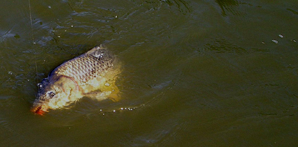 Tennessee Carp on the Fly!
[url=http://www.trophyfishingtn.com/]TrophyFishingTN.Com[/url]
Keywords: Tennessee Fly Fishing TN Fishing Carp