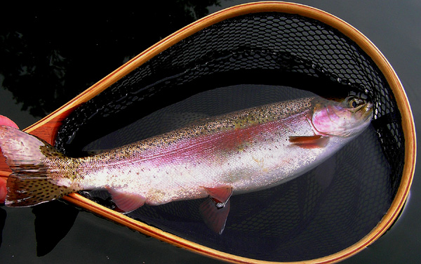 Rainbow Trout Fishing
[url=http://www.trophyfishingtn.com/]TrophyFishingTN.Com[/url]
Keywords: Trout Fishing Tennessee