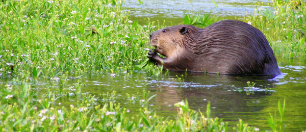 Beaver
[url=http://www.trophyfishingtn.com/]TrophyFishingTN.Com[/url]
Keywords: Tennessee Scenic River Photography Trips