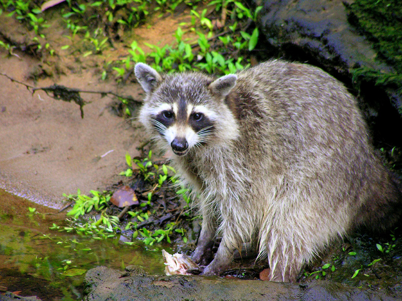 Raccoon
[url=http://www.trophyfishingtn.com/]TrophyFishingTN.Com[/url]
Keywords: Tennessee Scenic River Photography Trips